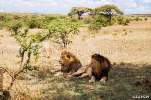 Picture of Male lions resting in savannah at africa